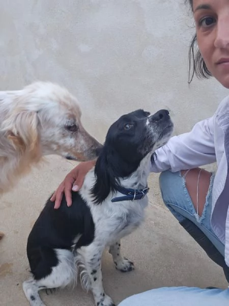 Topa bretoncina taglia contenuta socievole dolce  | Foto 0