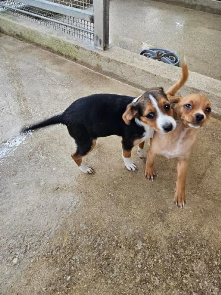 Tiro 3 mesi taglia medio piccola | Foto 0