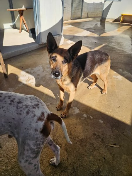 Gilda amica di bimbi gatti e cani Superdolce  | Foto 6
