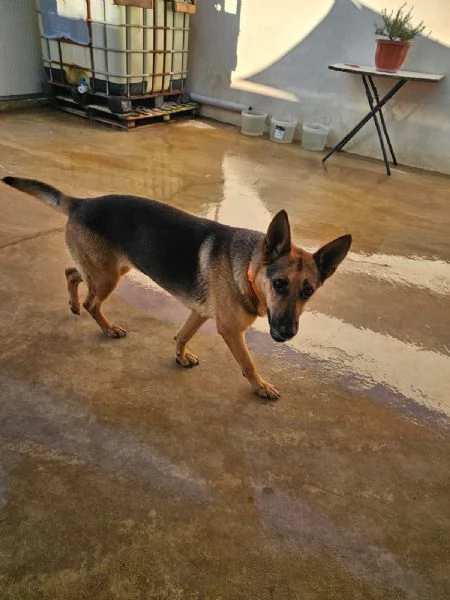 Gilda amica di bimbi gatti e cani Superdolce 