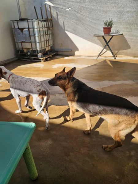 Gilda amica di bimbi gatti e cani Superdolce  | Foto 5