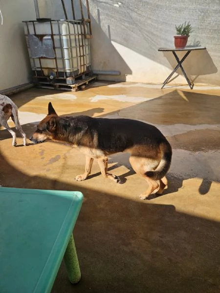 Gilda amica di bimbi gatti e cani Superdolce  | Foto 3