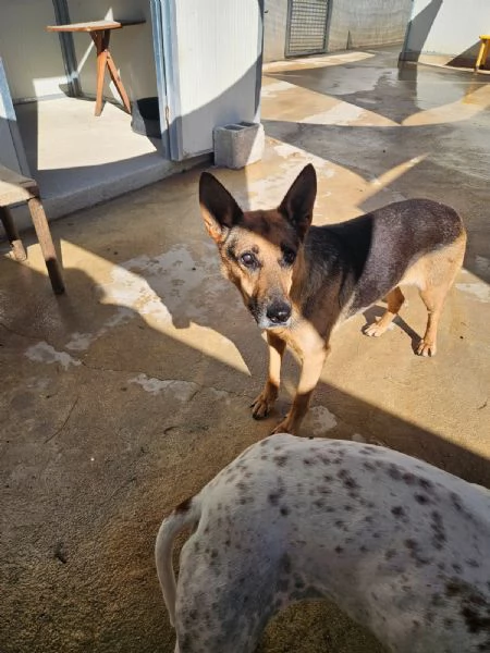 Gilda amica di bimbi gatti e cani Superdolce  | Foto 2