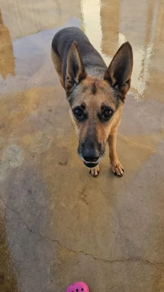 Gilda amica di bimbi gatti e cani Superdolce  | Foto 1