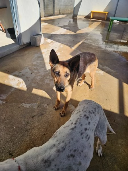 Gilda amica di bimbi gatti e cani Superdolce  | Foto 0