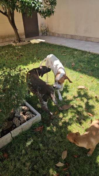 Mais Pointer mansueto equilibrato dolce socievole  | Foto 6