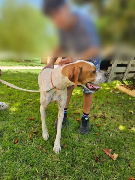 Mais Pointer mansueto equilibrato dolce socievole  | Foto 5
