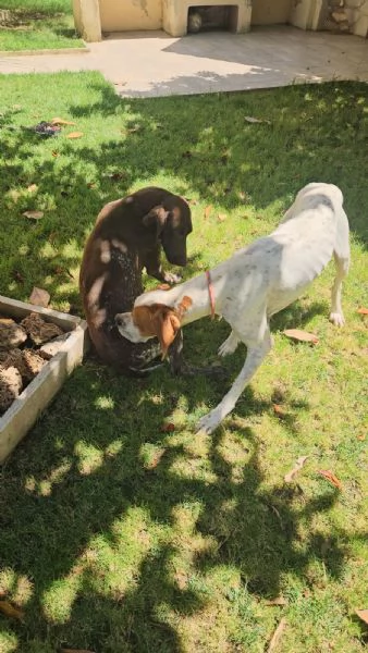 Mais Pointer mansueto equilibrato dolce socievole  | Foto 4