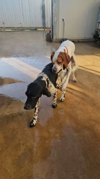 Mais Pointer mansueto equilibrato dolce socievole  | Foto 5