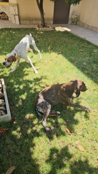 Mais Pointer mansueto equilibrato dolce socievole  | Foto 2