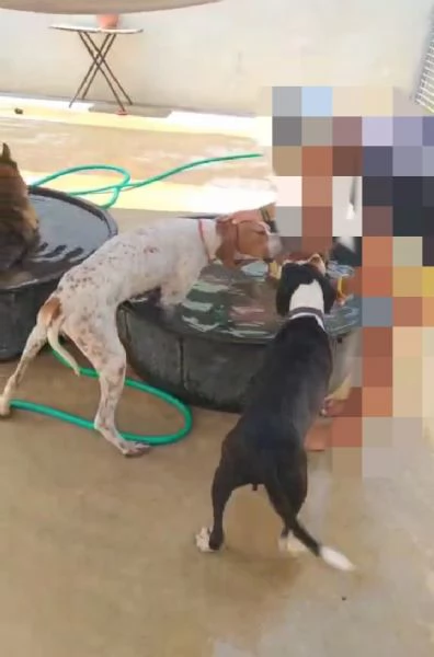 Mais Pointer mansueto equilibrato dolce socievole  | Foto 4