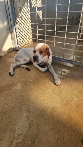 Mais Pointer mansueto equilibrato dolce socievole  | Foto 3