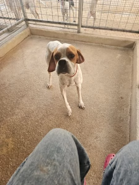 Mais cucciolone mansueto equilibrato dolce socievole  | Foto 0