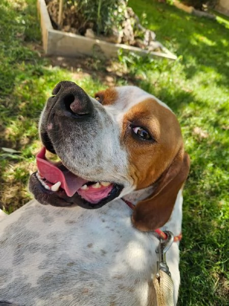 Mais Pointer mansueto equilibrato dolce socievole 