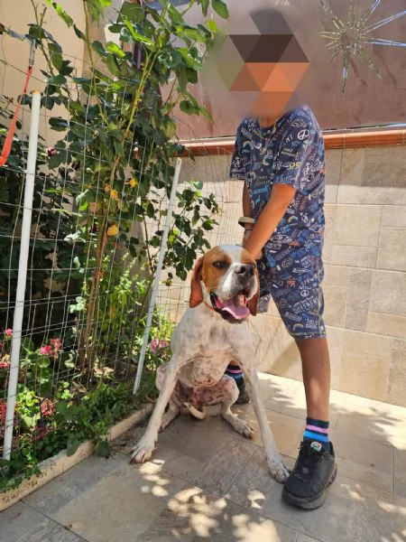 Mais Pointer mansueto equilibrato dolce socievole  | Foto 0