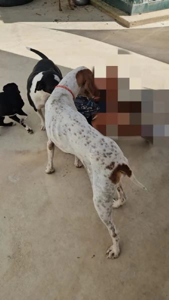 Mais Pointer mansueto equilibrato dolce socievole  | Foto 0