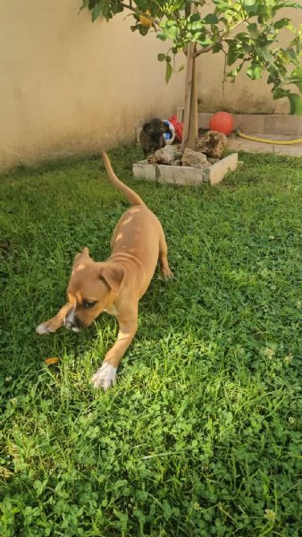 Gatta pitbullina 4 mesi  | Foto 6