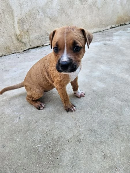 Gatta molossina 2 mesi  | Foto 3