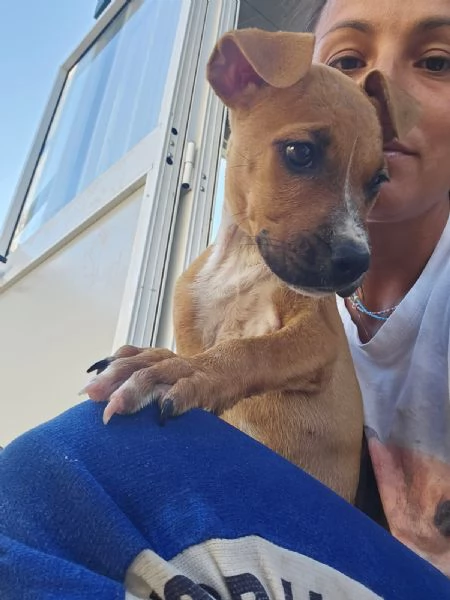 Gatta pitbullina 4 mesi  | Foto 5
