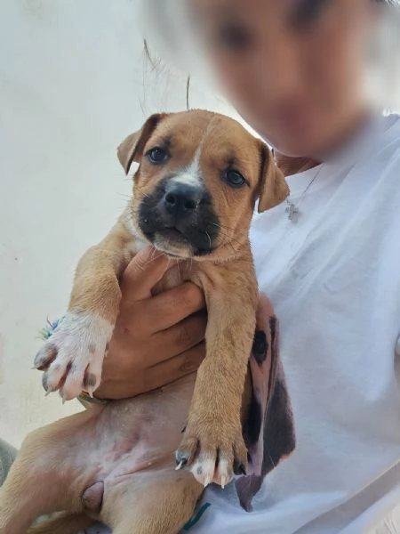 Gatta molossina 2 mesi  | Foto 1