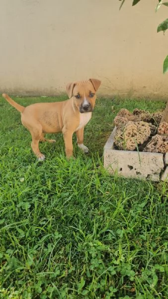 Gatta pitbullina 4 mesi 