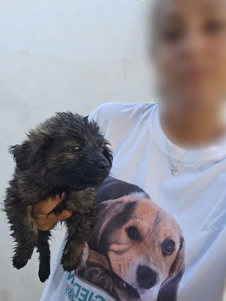 Toro 2 mesi taglia media 