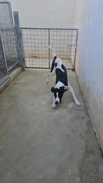 Mia cucciolona taglia grande socievole dolcissima 
