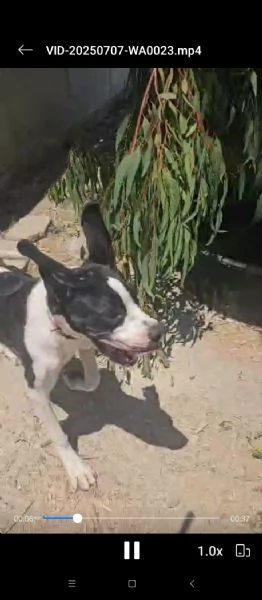 Mia cucciolona taglia grande socievole dolcissima  | Foto 6