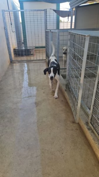 Mia cucciolona taglia grande socievole dolcissima  | Foto 5