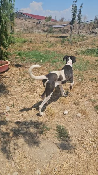Mia cucciolona taglia grande socievole dolcissima  | Foto 4