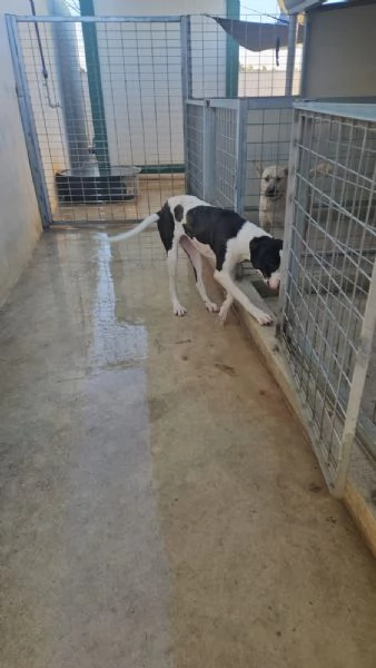 Mia cucciolona taglia grande socievole dolcissima  | Foto 3