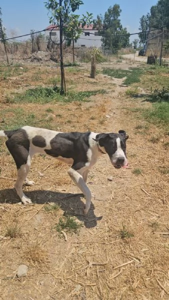 Mia cucciolona taglia grande socievole dolcissima  | Foto 2
