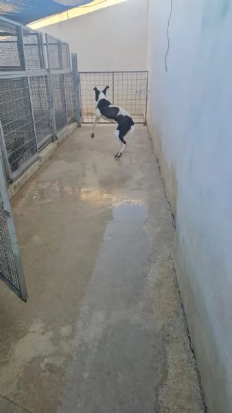 Mia cucciolona taglia grande socievole dolcissima  | Foto 1
