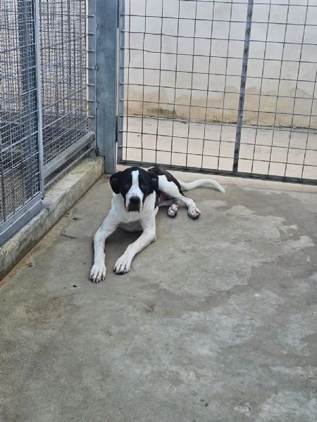 Mia cucciolona taglia grande socievole dolcissima  | Foto 0
