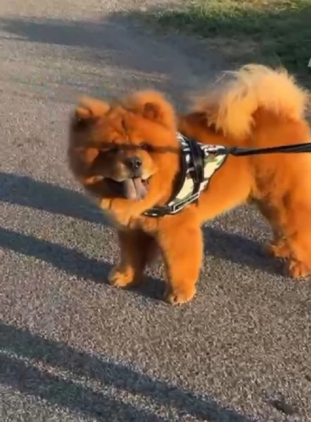 Enea chou chou socievole ed equilibrato  | Foto 3