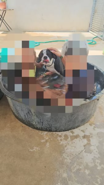 Pane cucciolotto taglia contenuta socievole dolce  | Foto 6