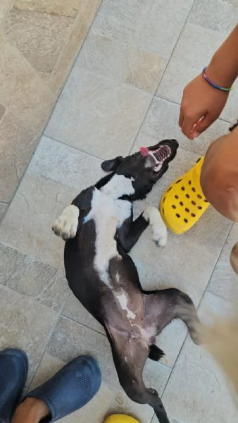 Beatrice cucciolotta taglia contenuta socievole  | Foto 0
