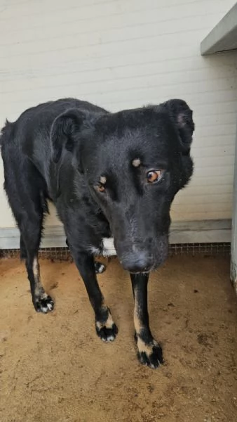 Carlo timido e dolce socievole riservato