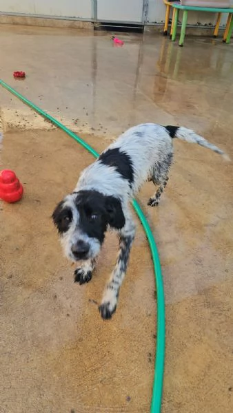 Cola cucciolona socievole con cani e gatti 