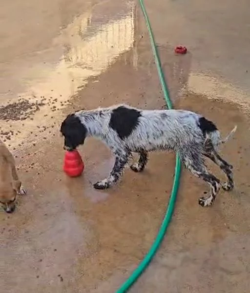 Cola cucciolona socievole con cani e gatti  | Foto 5