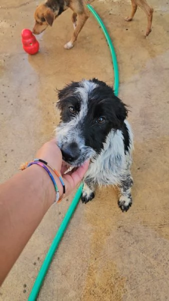 Cola cucciolona socievole con cani e gatti  | Foto 2