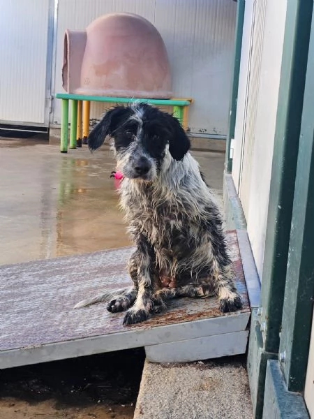 Cola cucciolona socievole con cani e gatti  | Foto 1