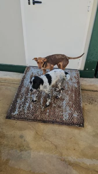 Cola cucciolona socievole con cani e gatti  | Foto 0