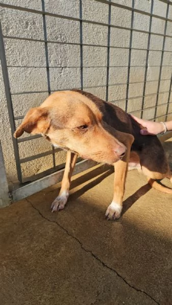 Lupo cucciolotto taglia piccola socievole con tutti  | Foto 5