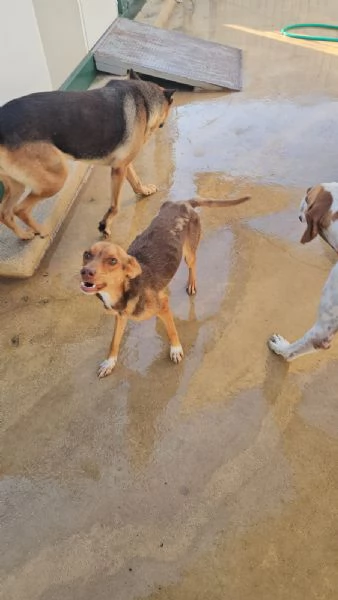 Lupo cucciolotto taglia piccola socievole con tutti  | Foto 5