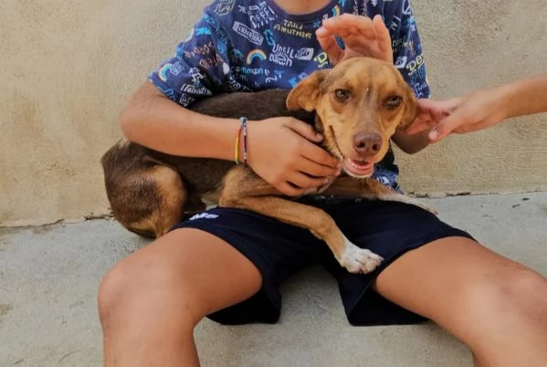 Lupo cucciolotto taglia piccola socievole con tutti  | Foto 3