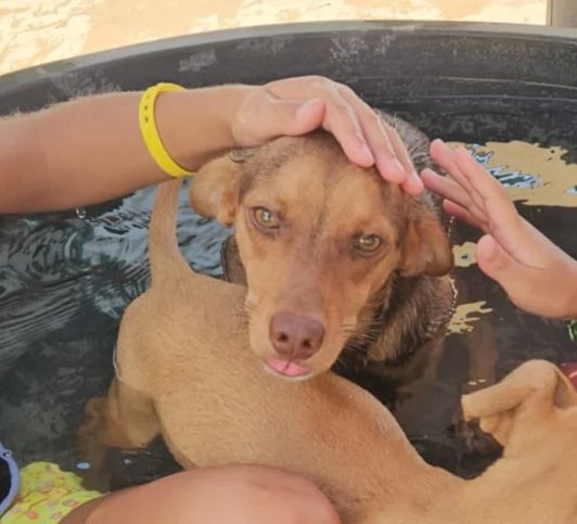 Lupo cucciolotto taglia piccola socievole con tutti  | Foto 3