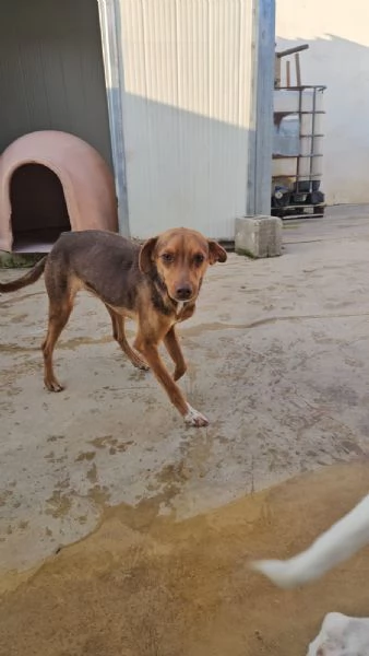 Lupo cucciolotto taglia piccola socievole con tutti 