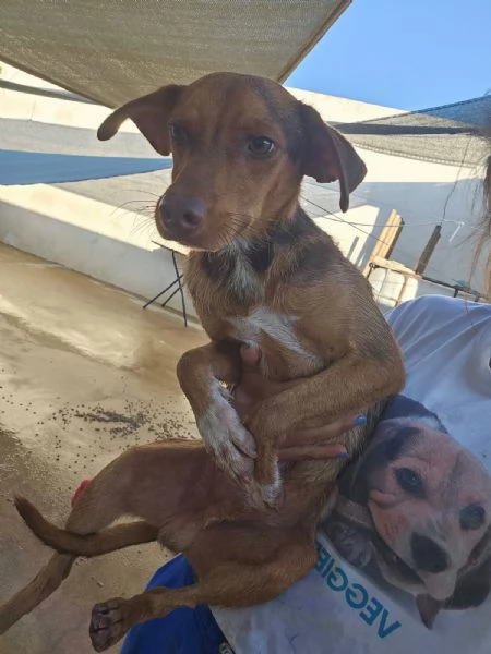 Lupo cucciolotto taglia piccola socievole con tutti  | Foto 1