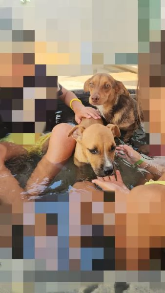 Lupo cucciolotto taglia piccola socievole con tutti  | Foto 0